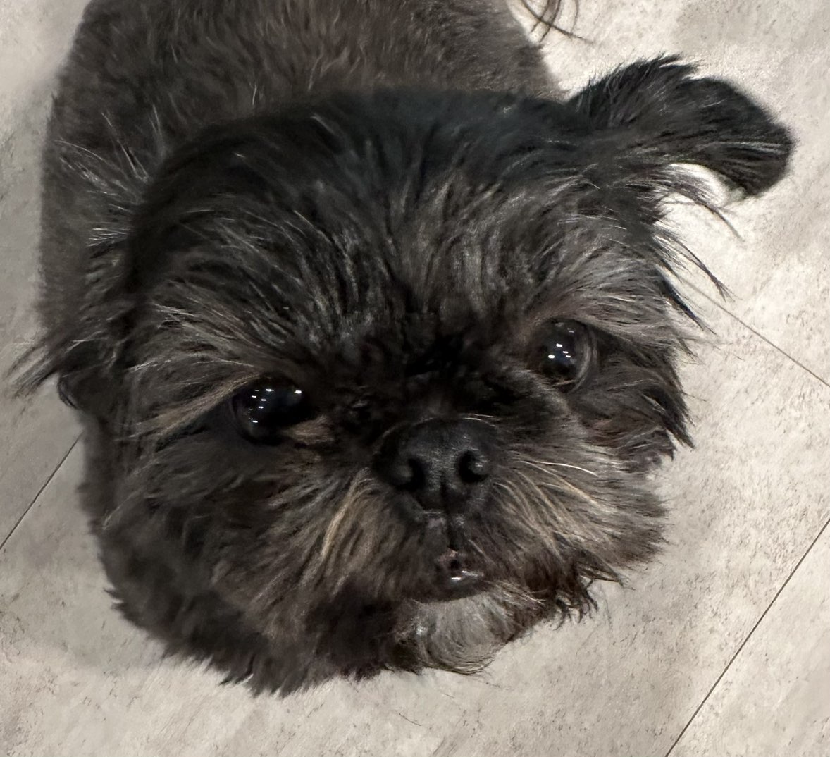 A picture of Aja, a 2 years 4 months old Other dog.