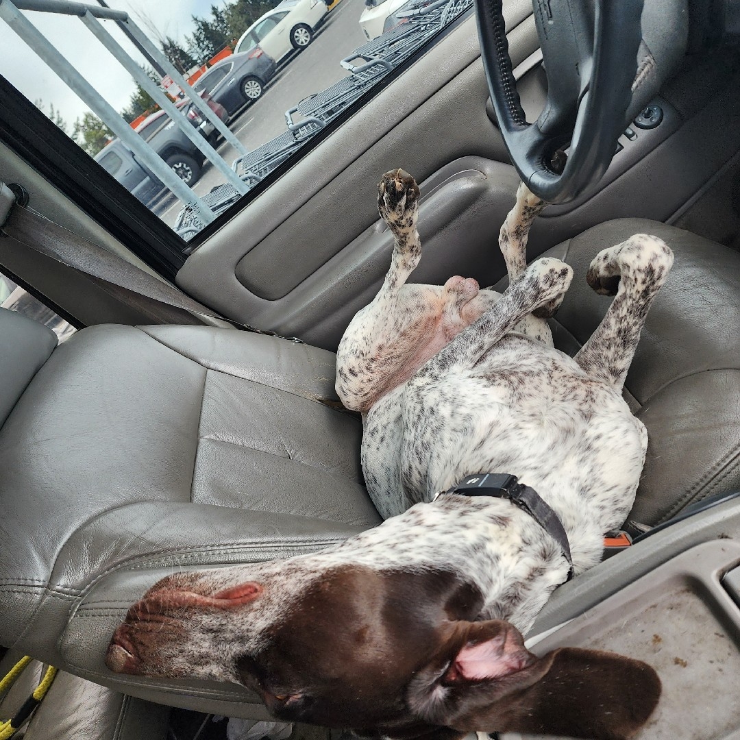 A picture of Odin, a 2 years 3 months old Other dog.