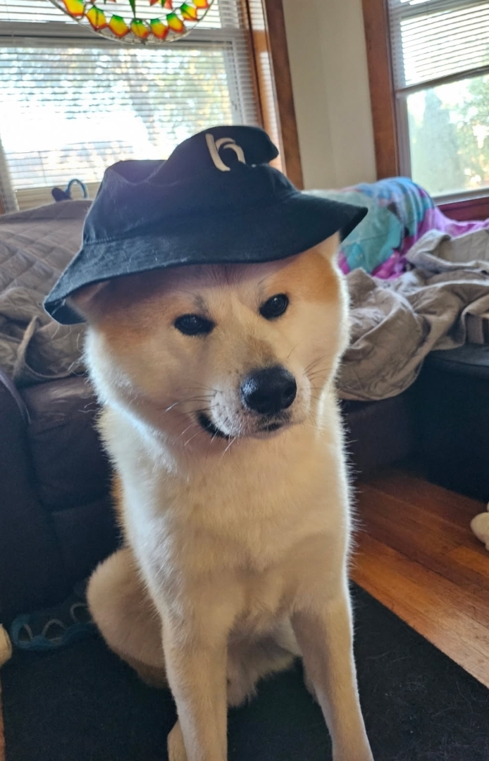 A picture of Taiyo , a 2 years 11 months old Other dog.