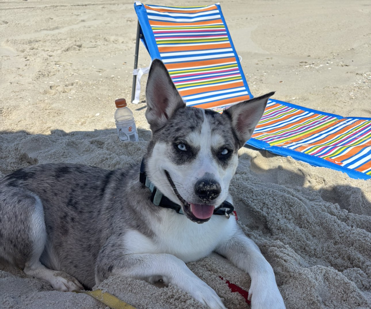 A picture of Maeve, a 2 years 8 months old Other Mix dog.