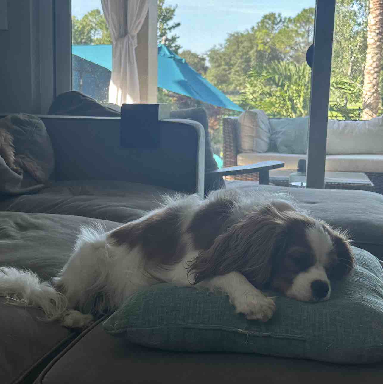 A picture of Edit Rutter Blasdell, a 2 years 11 months old Other dog.