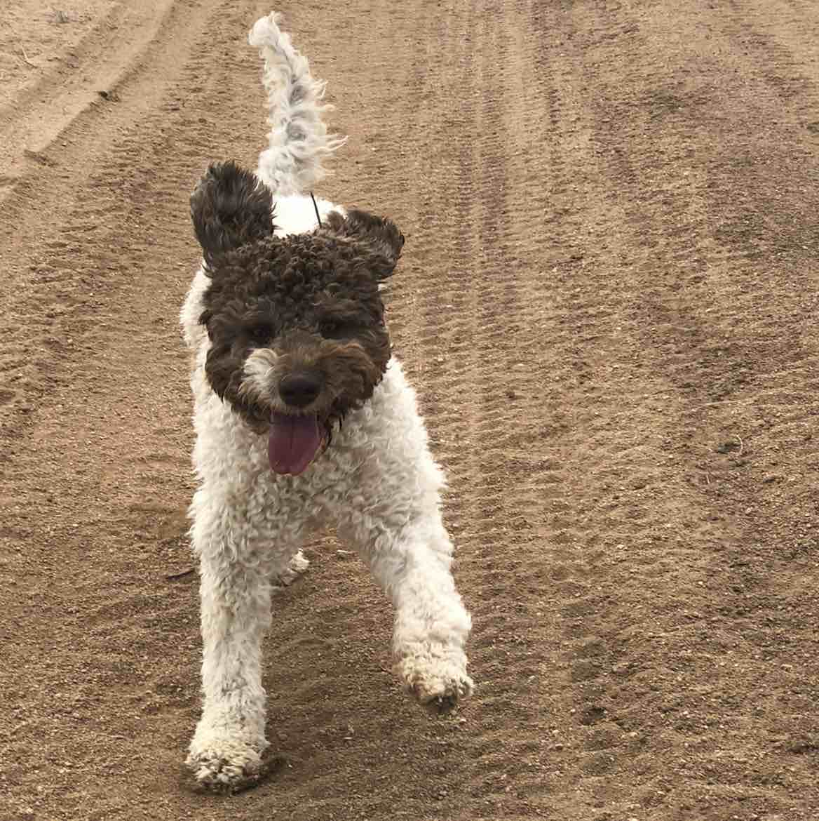 A picture of Enzo, a 4 years 7 months old Other dog.