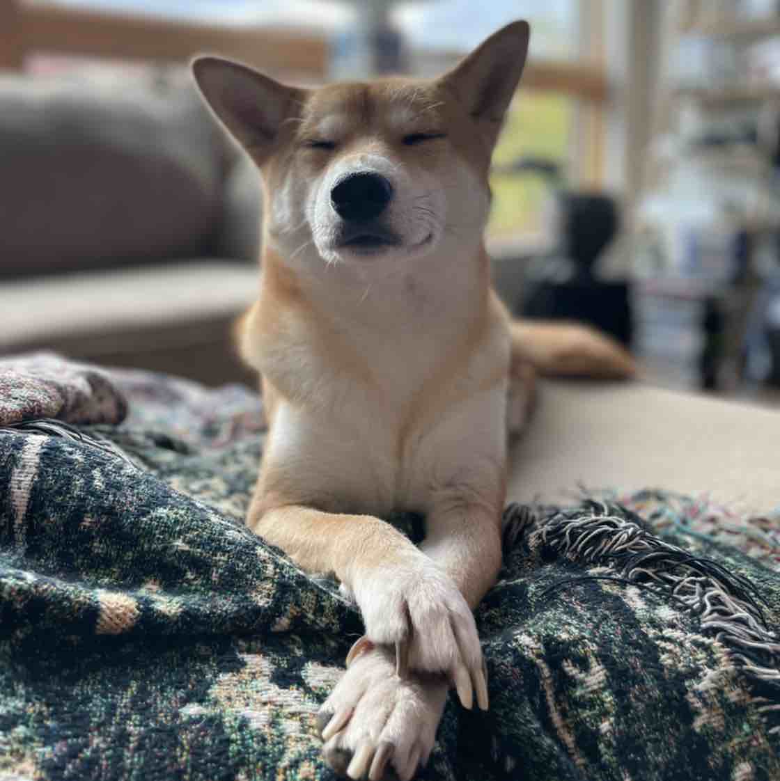 A picture of Ayumi, a 6 years old Other dog.