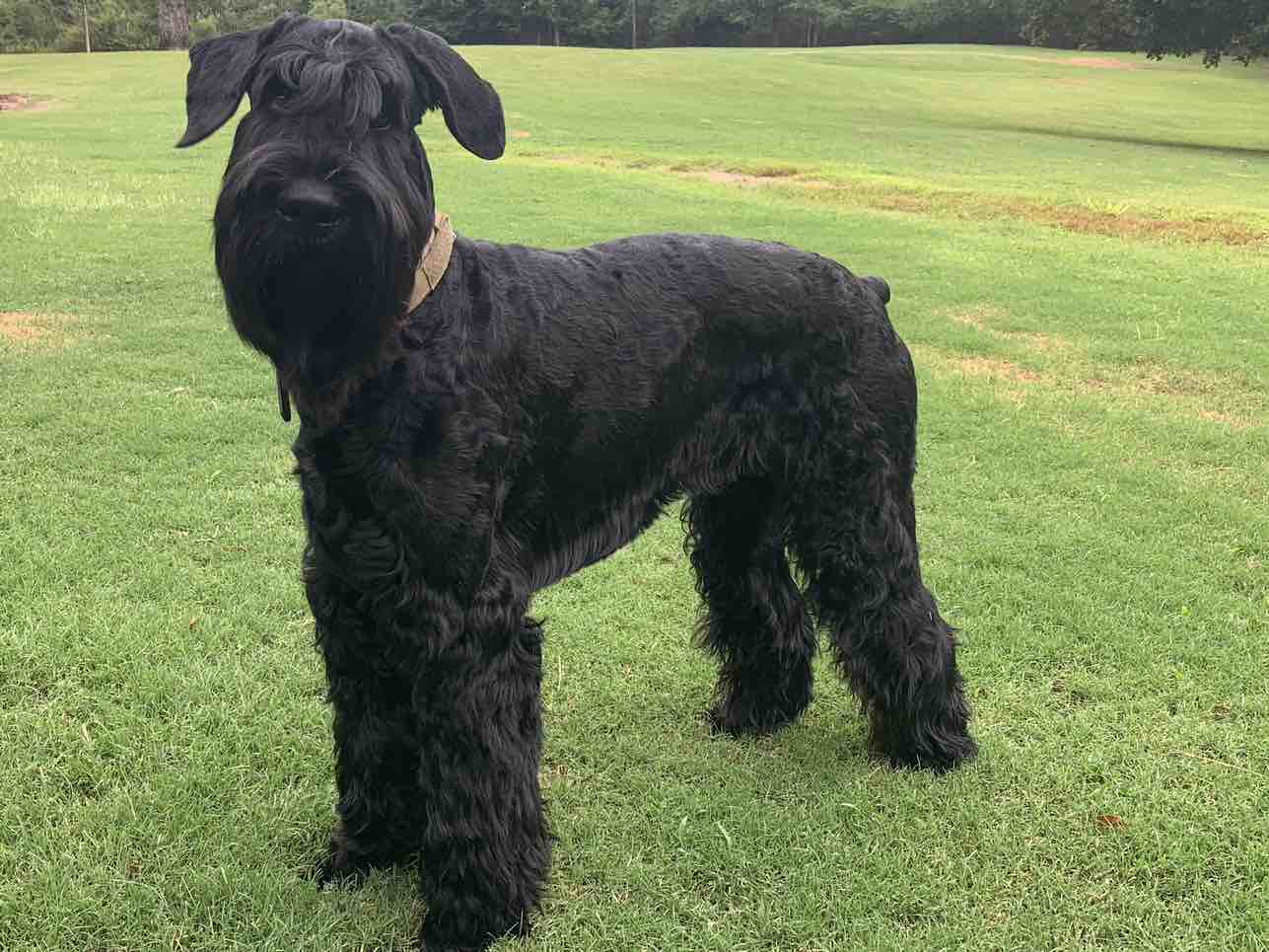 A picture of Sniper, a 6 years 9 months old Other dog.