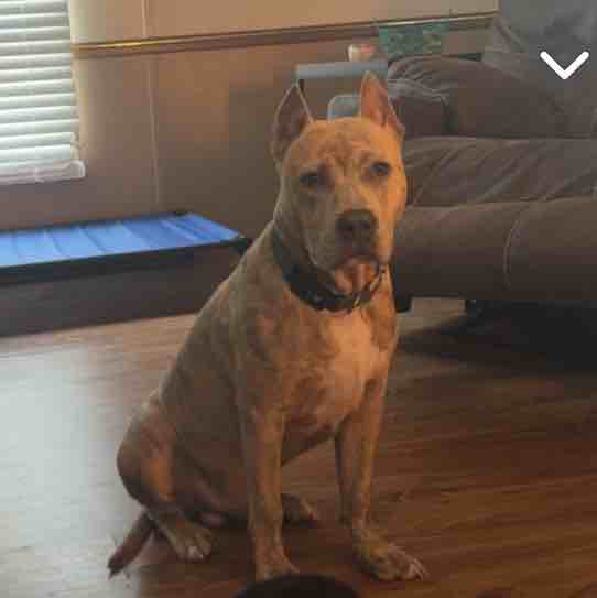 A picture of Gunnar, a 2 years 3 months old Other dog.