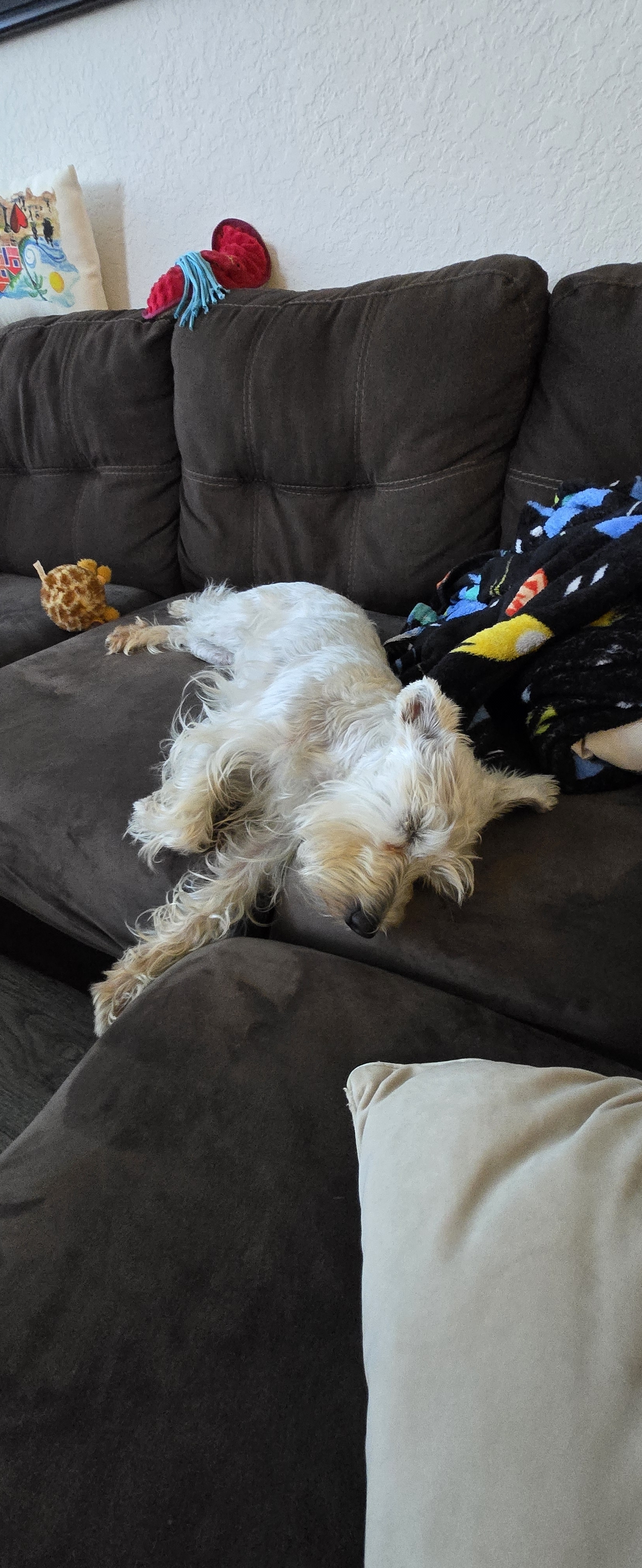 A picture of Laila Marie, a 2 years old Other dog.