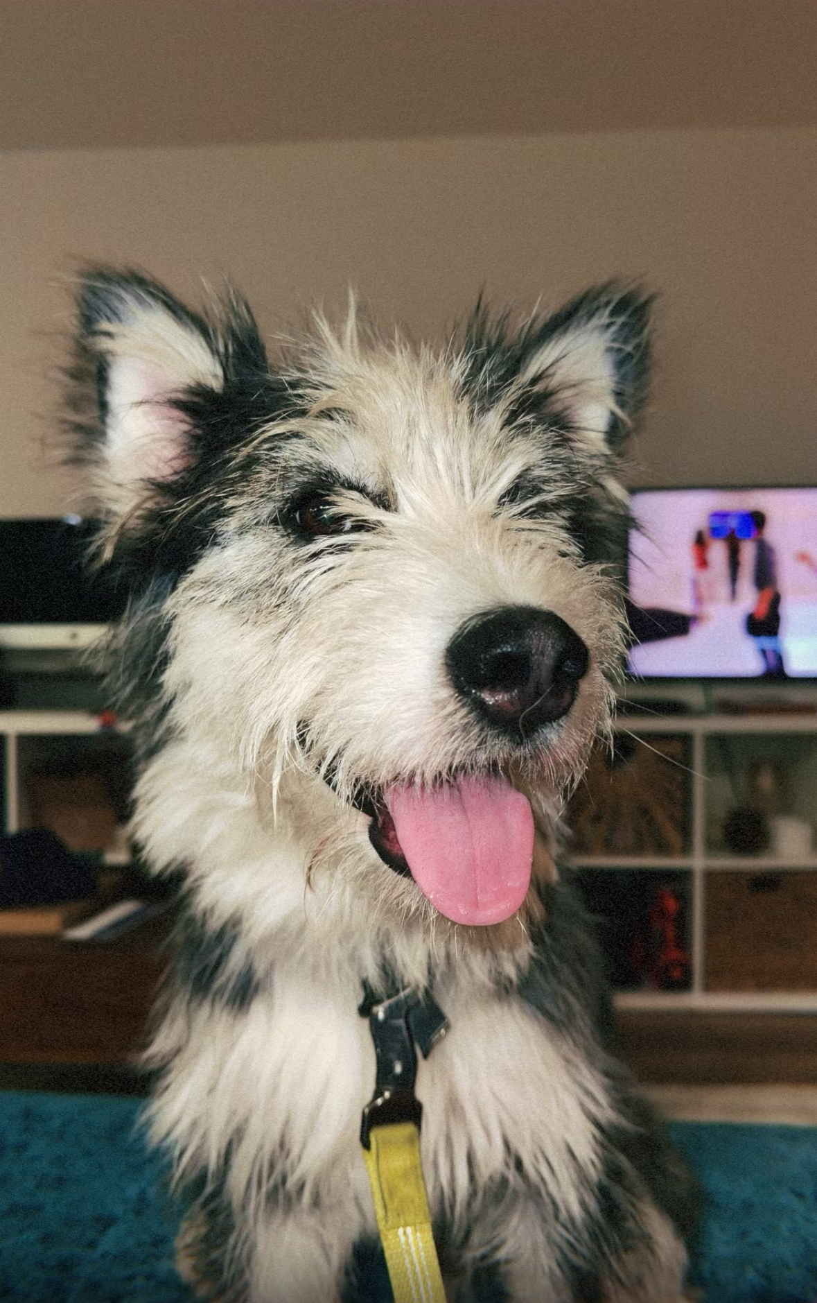 A picture of Breck, a 2 years 7 months old Other Mix dog.