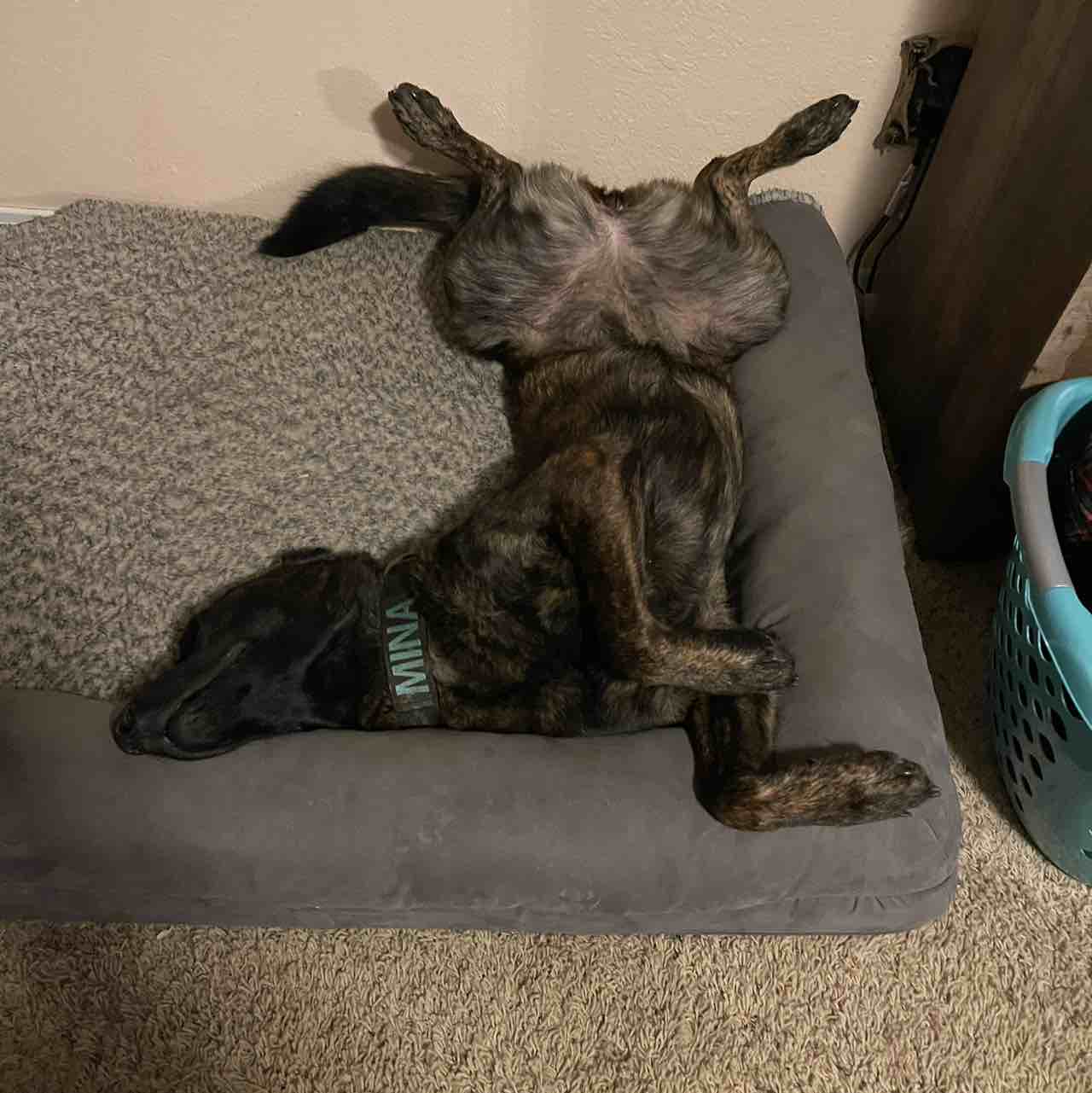 A picture of Mina, a 3 years 6 months old Other dog.