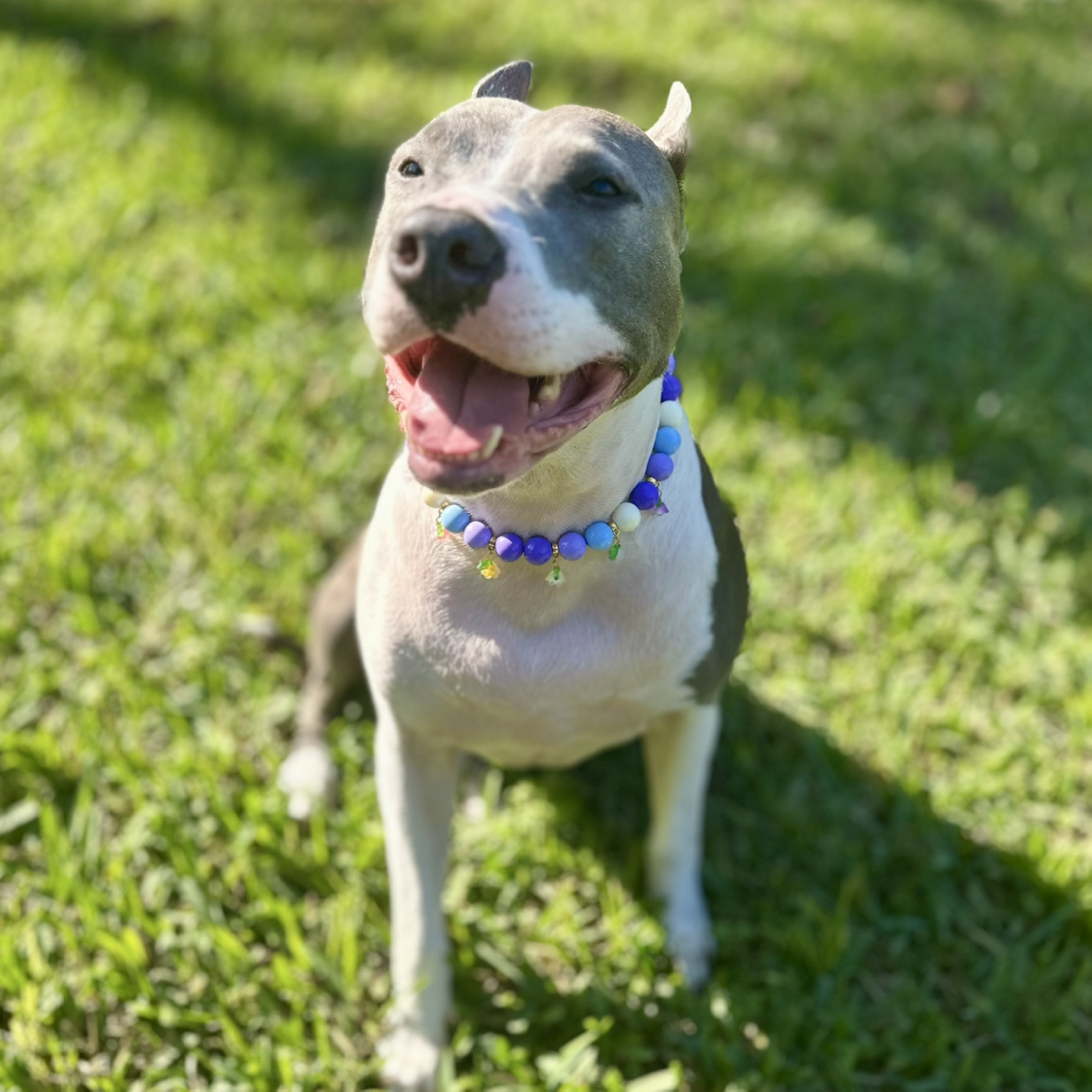 A picture of Petunia, a 5 years 6 months old Other Mix dog.