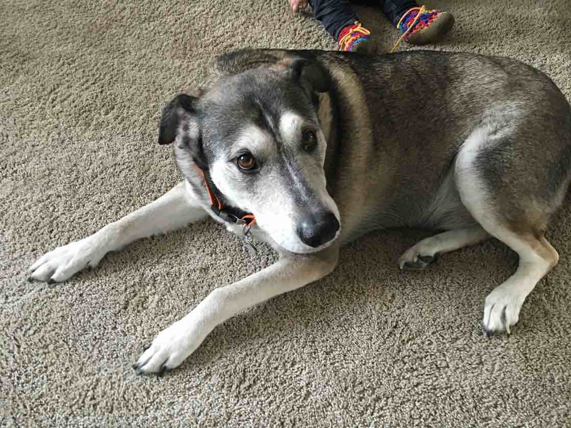 A picture of Hatcher, a 16 years 1 month old Other Mix dog.