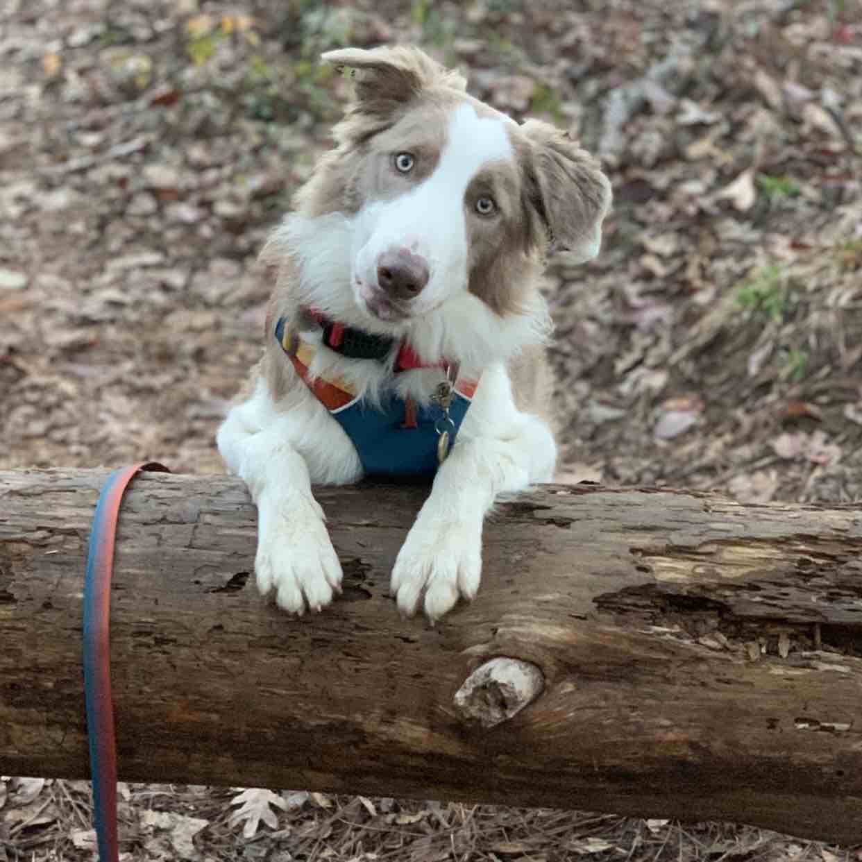 A picture of Sinatra, a 5 years 5 months old Other dog.