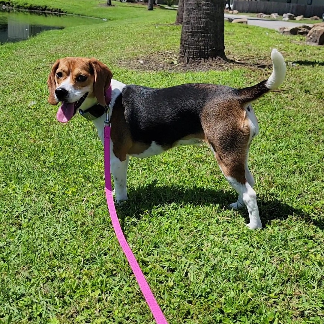 A picture of Brisa, a 3 years 9 months old Other dog.