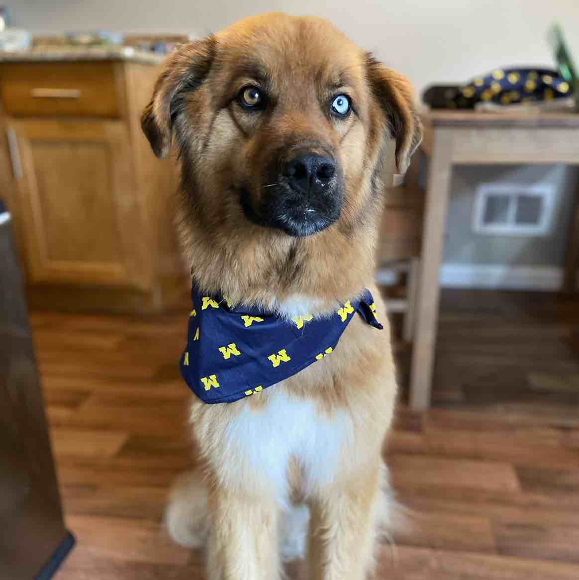 A picture of Balu, a 6 years 11 months old Anatolian Shepherd Mix dog.