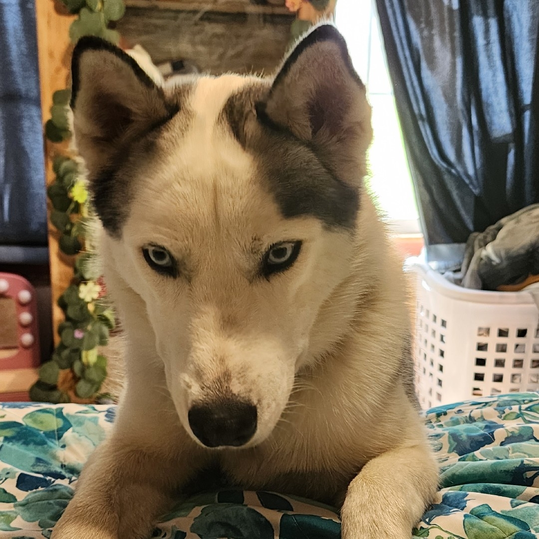 A picture of Chico, a 2 years 6 months old Other dog.