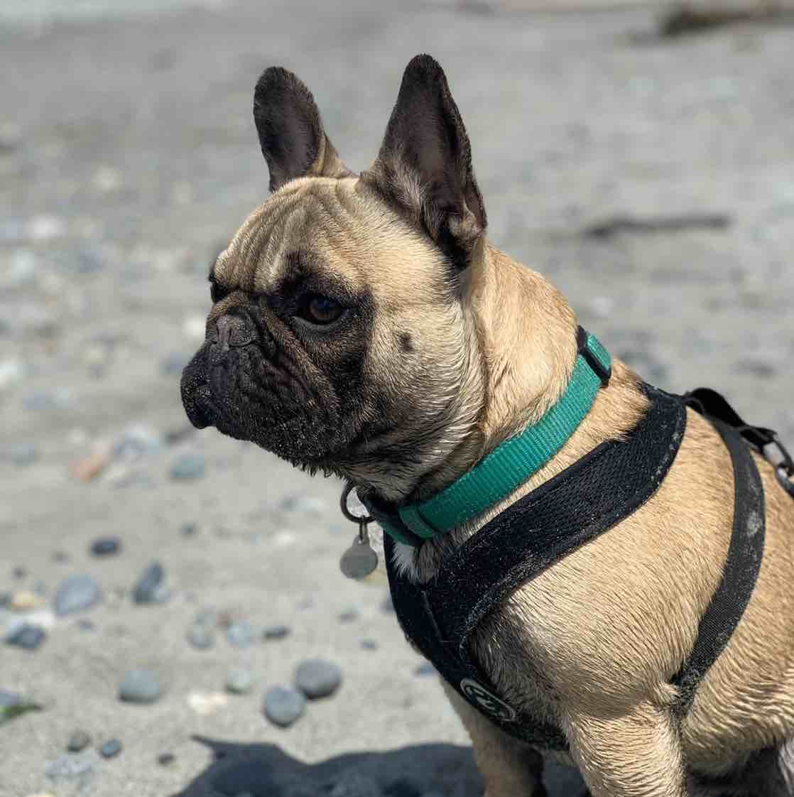 A picture of JJ, a 4 years 2 months old Other dog.