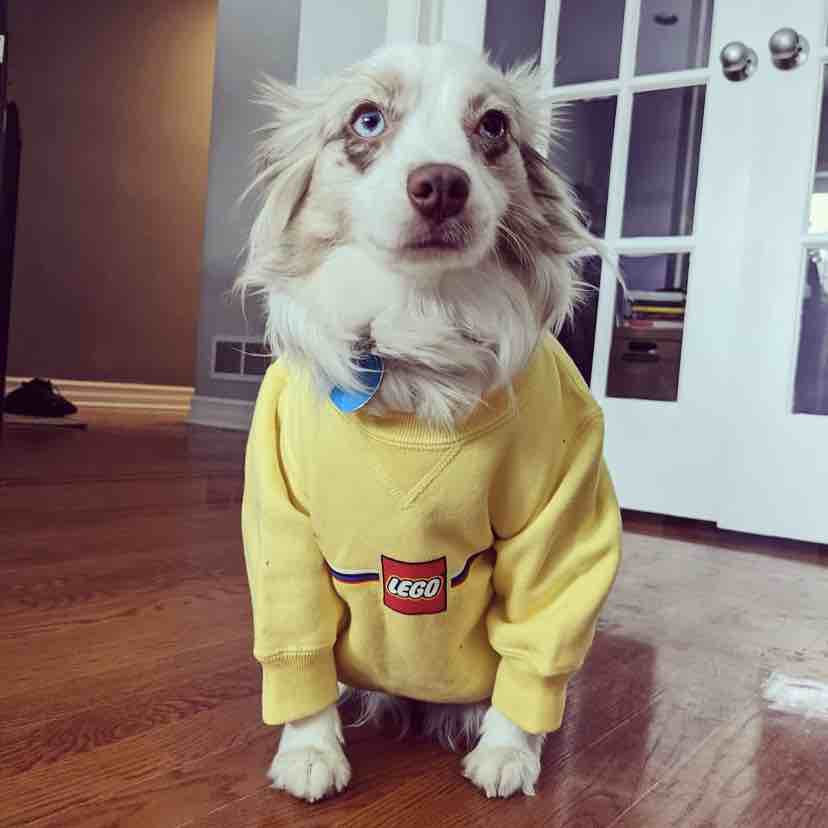 A picture of Casey, a 5 years 8 months old Other dog.