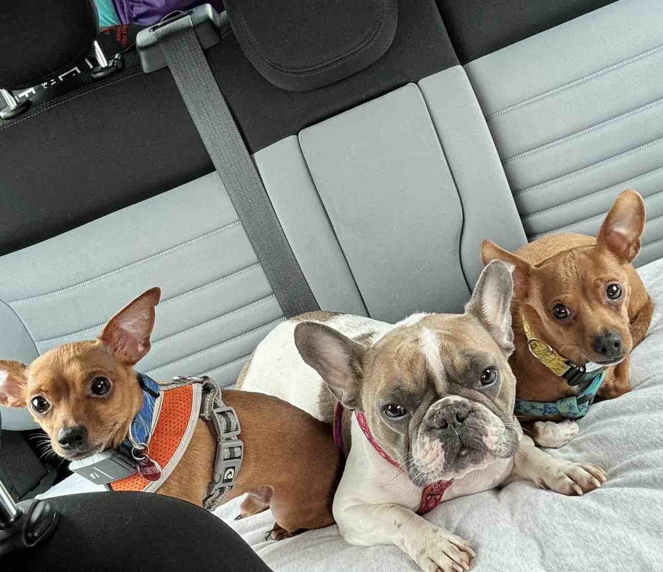 A picture of Scrappy Doo Adams, a 4 years 5 months old Other dog.