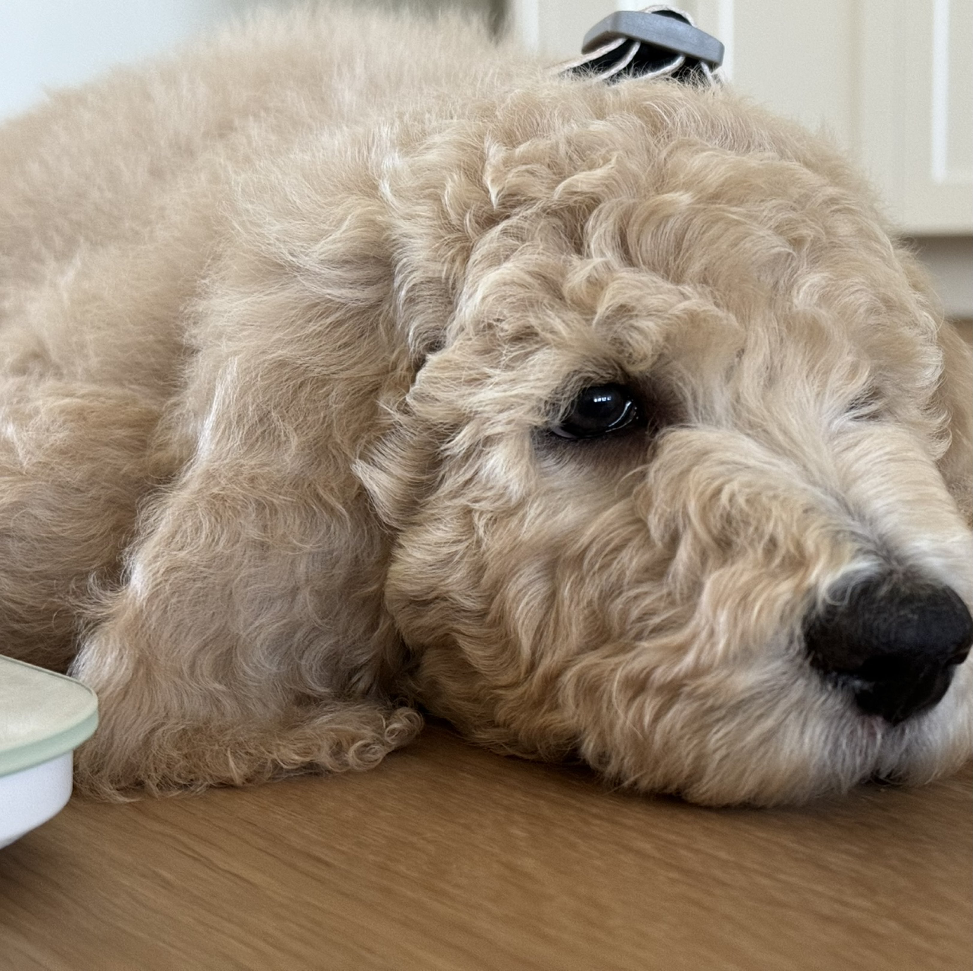 A picture of Doode, a 1 year 1 month old Other dog.