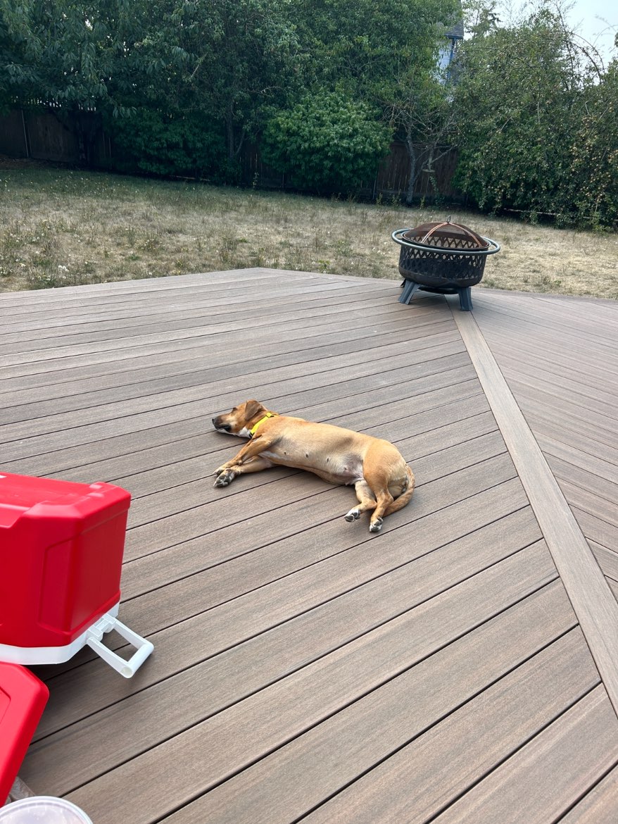 A picture of Honey Bear, a 4 years 11 months old Other Mix dog.