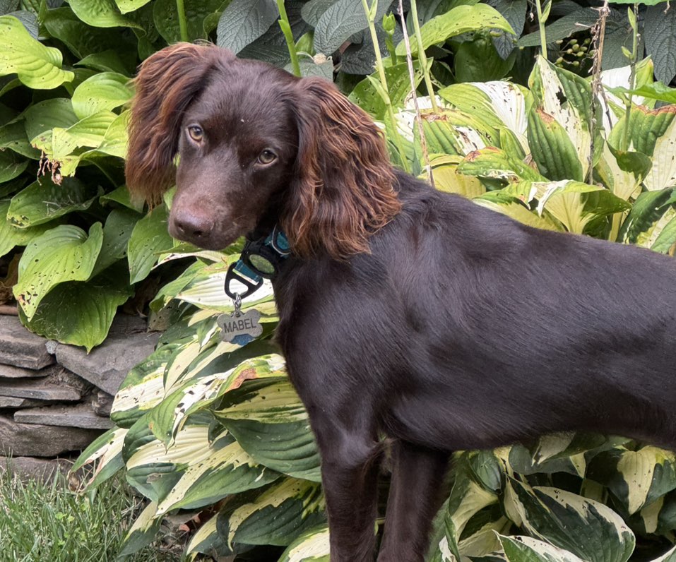 A picture of Mabel, a 9 months old Other dog.