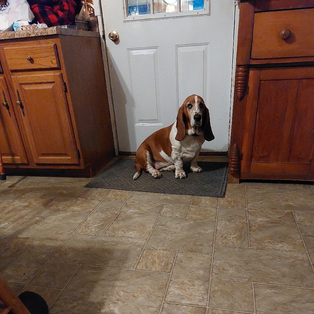 A picture of Milly, a 7 years 4 months old Other dog.