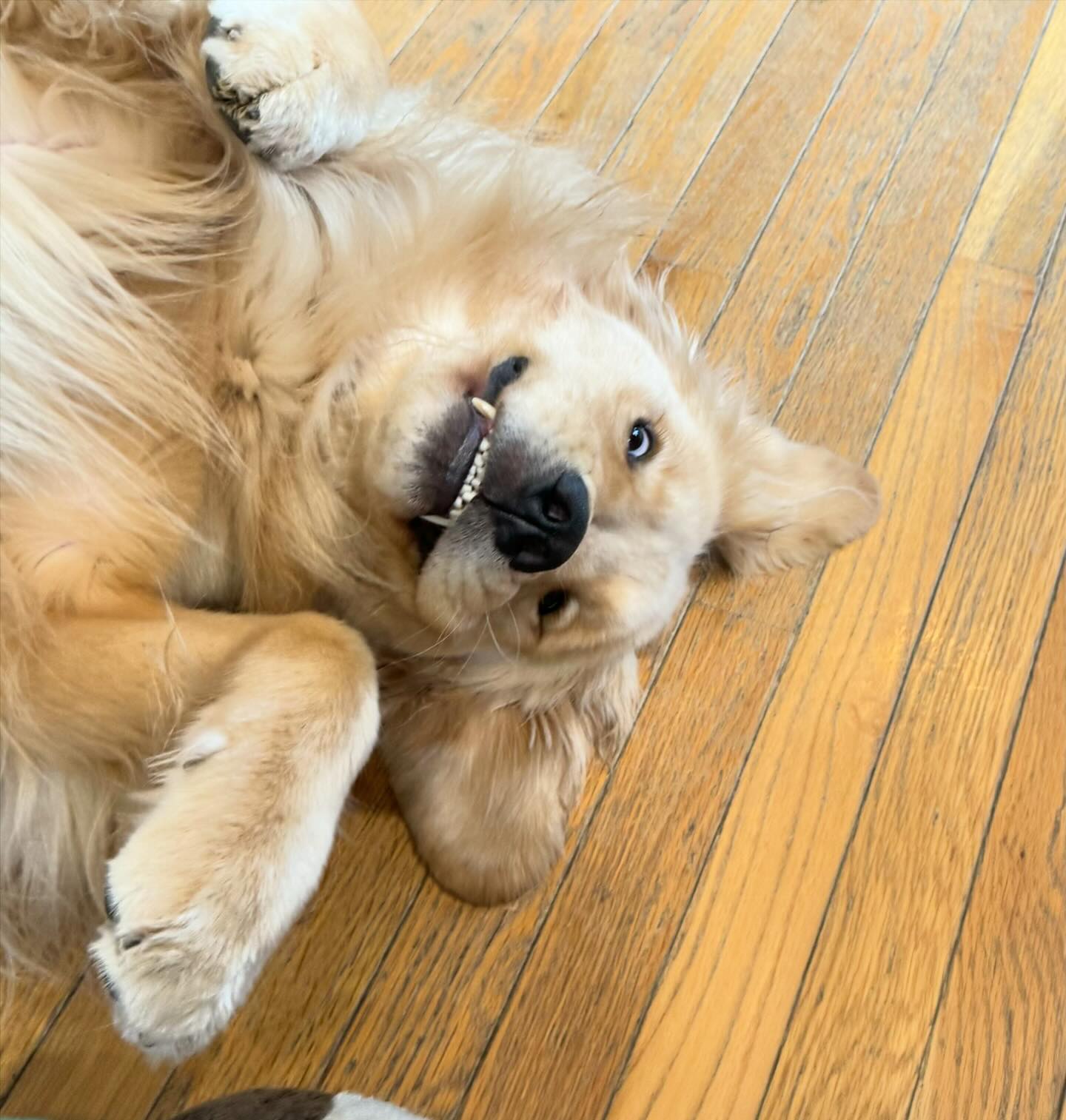 A picture of Oakley, a 3 years 1 month old Other dog.