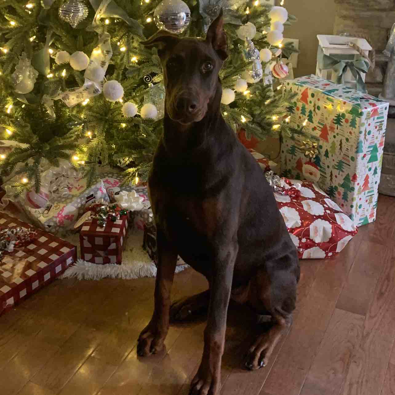 A picture of Kendall Glenn, a 5 years 3 months old Other dog.