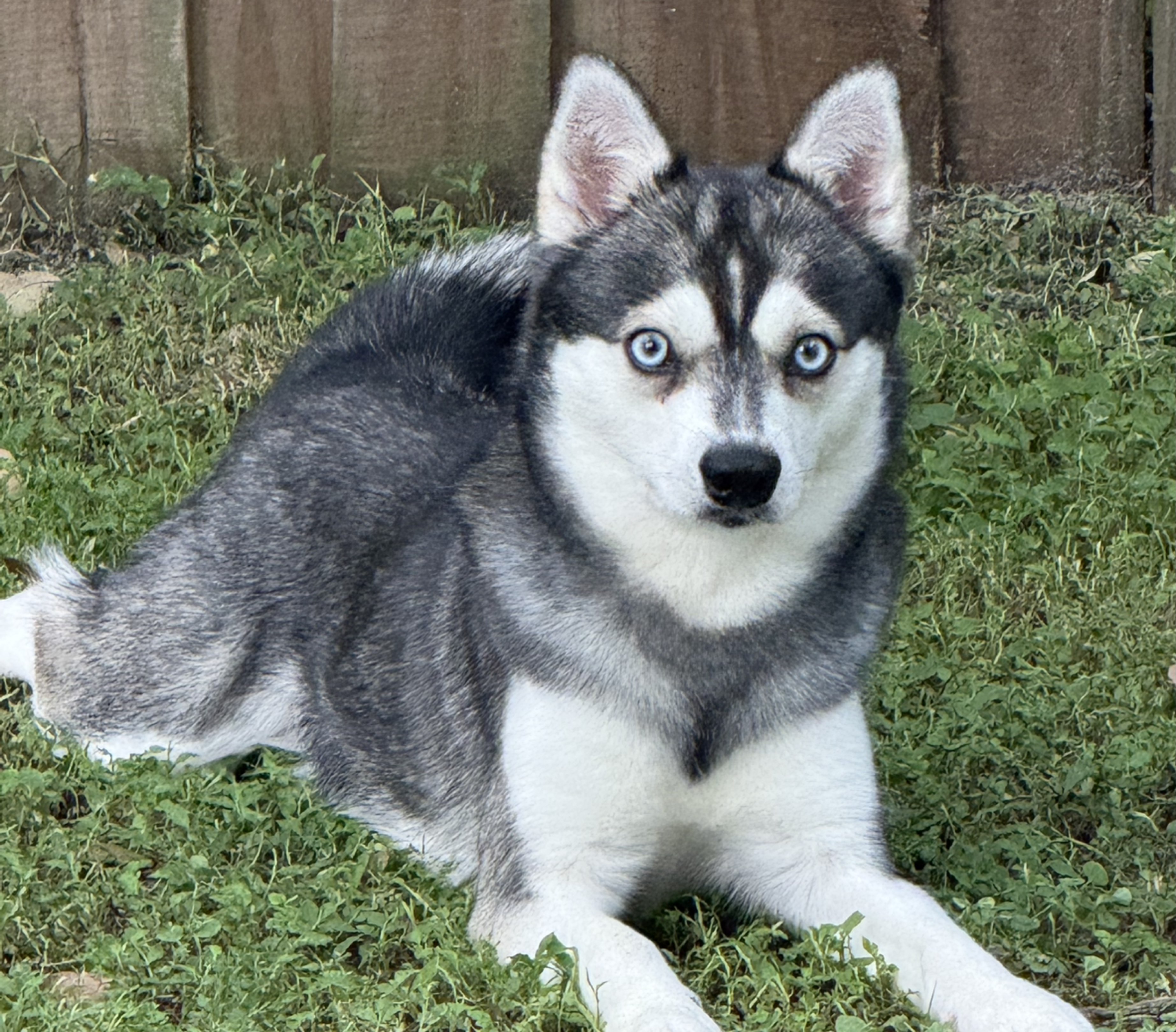 A picture of Ragnar, a 2 years 4 months old Other dog.