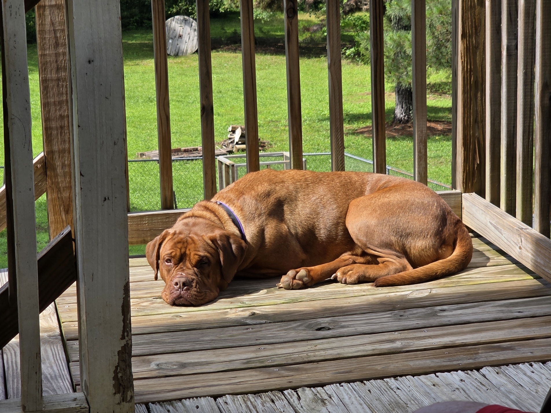 A picture of Chanel, a 4 years 10 months old Other dog.