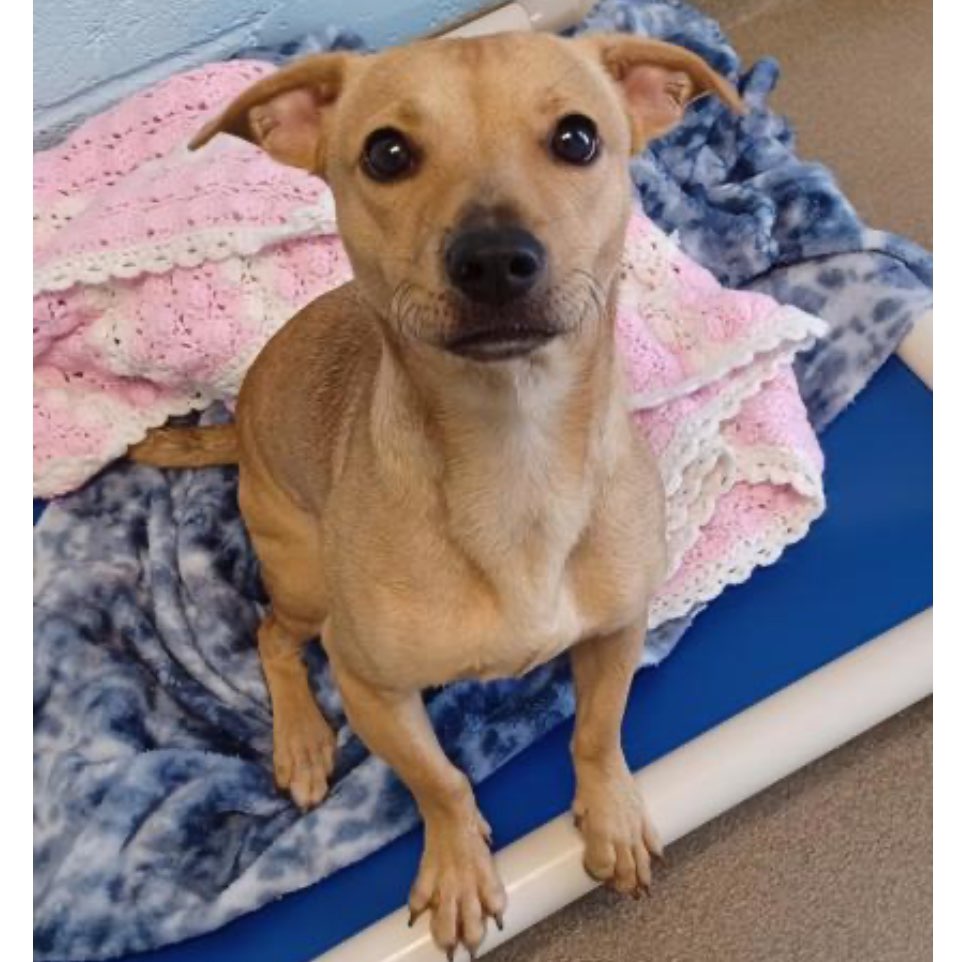 A picture of Maple, a 1 year 11 months old Other Mix dog.