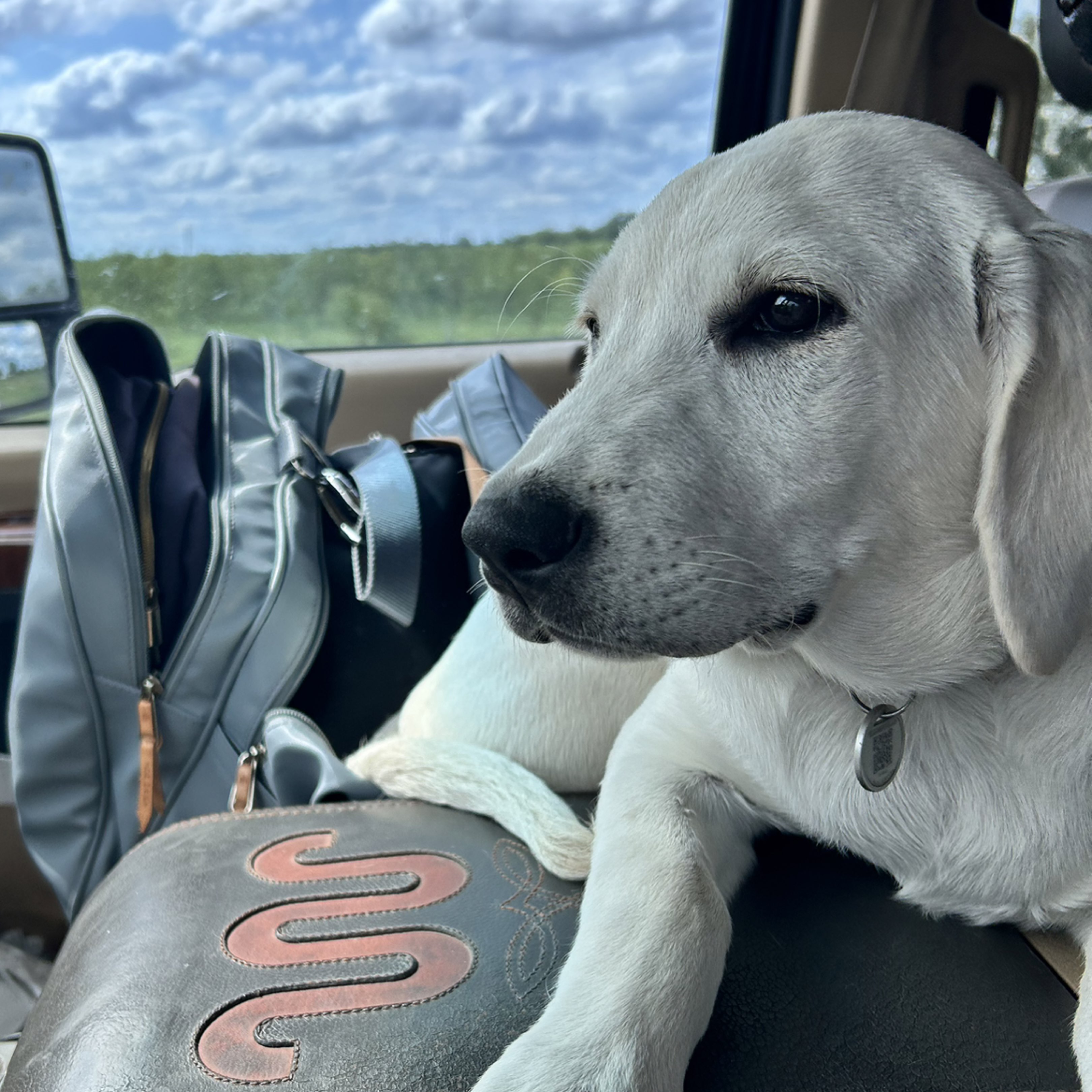 A picture of Kaya, a 6 months old Other dog.