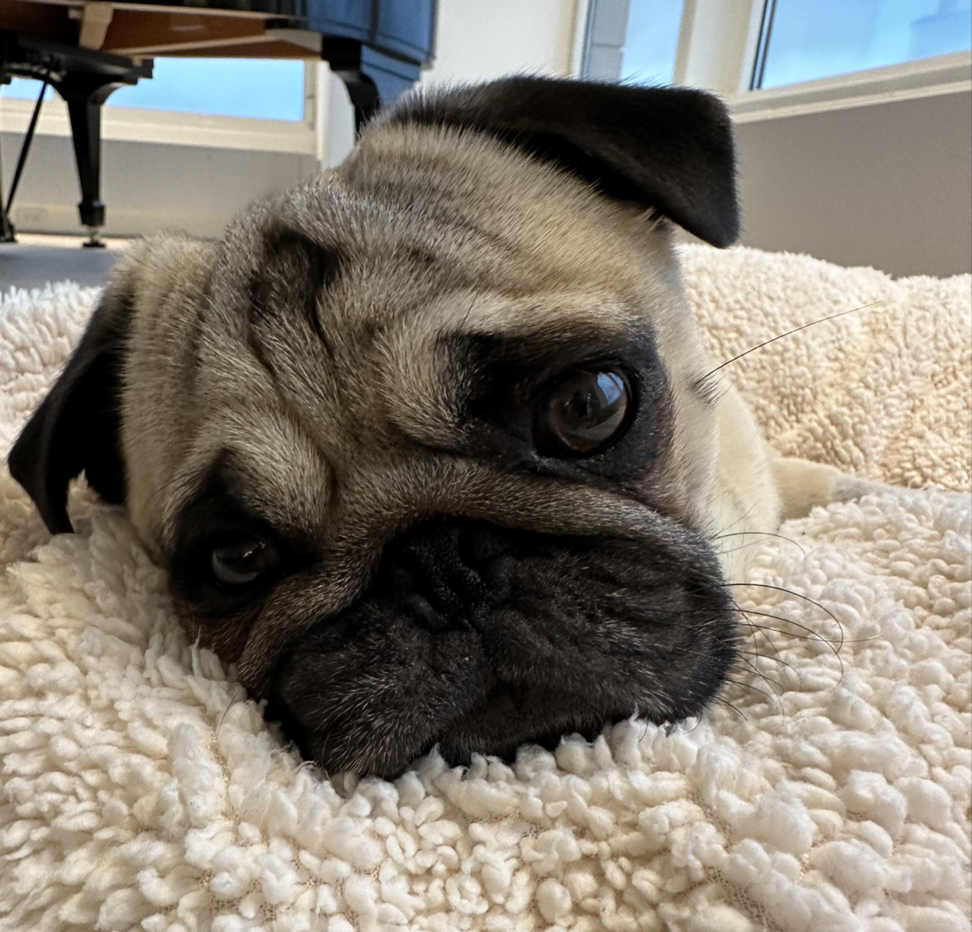 A picture of MILO, a 3 years 3 months old Other dog.