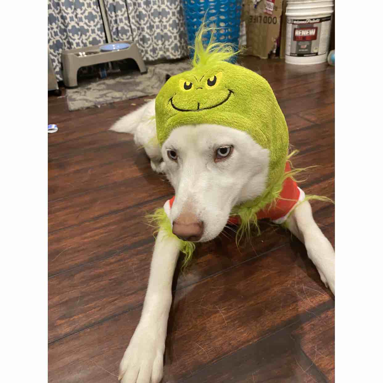 A picture of Himawari, a 4 years 10 months old Other dog.