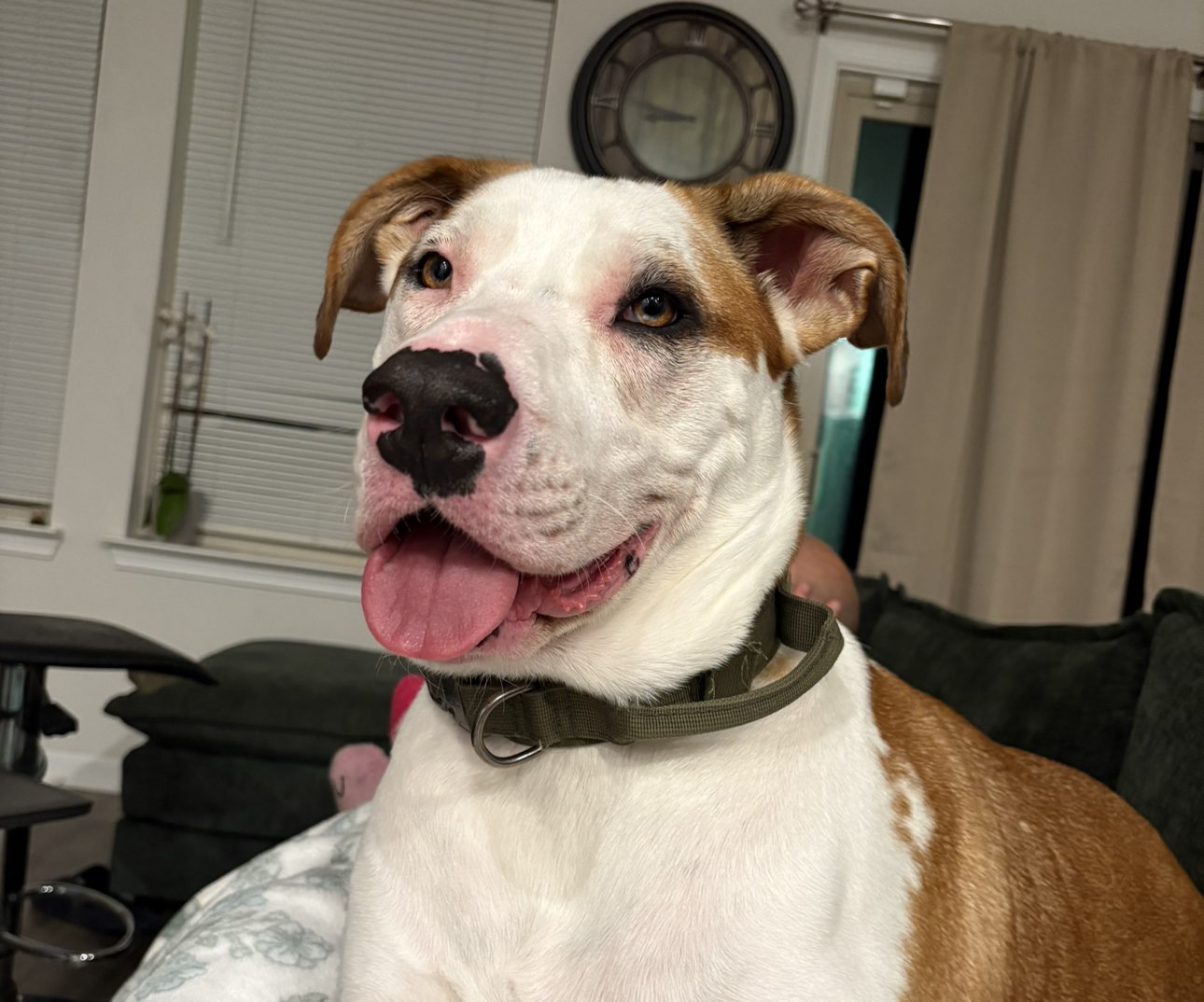 A picture of BAKI, a 2 years 8 months old Other Mix dog.