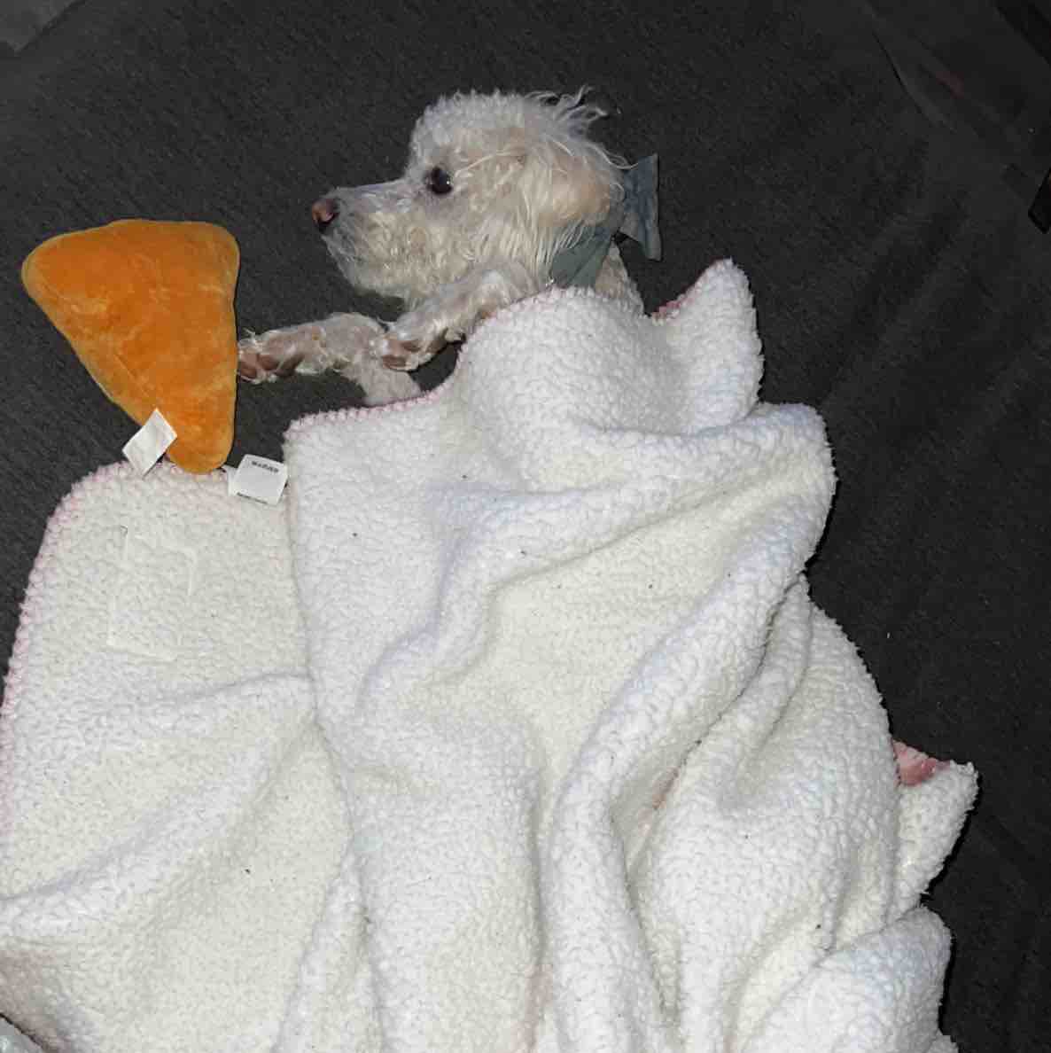 A picture of Pushok, a 4 years 5 months old Other dog.