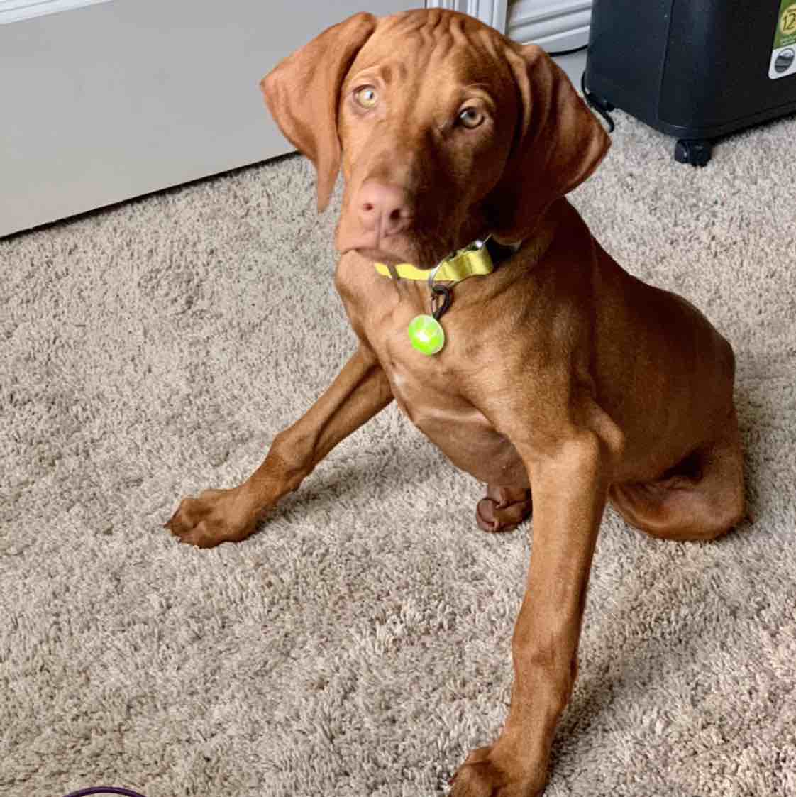 A picture of Layla Rae, a 5 years old Other dog.
