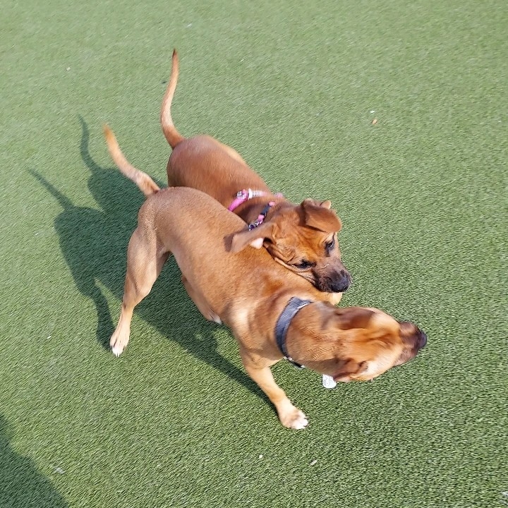 A picture of Dash, a 4 years 8 months old Other Mix dog.