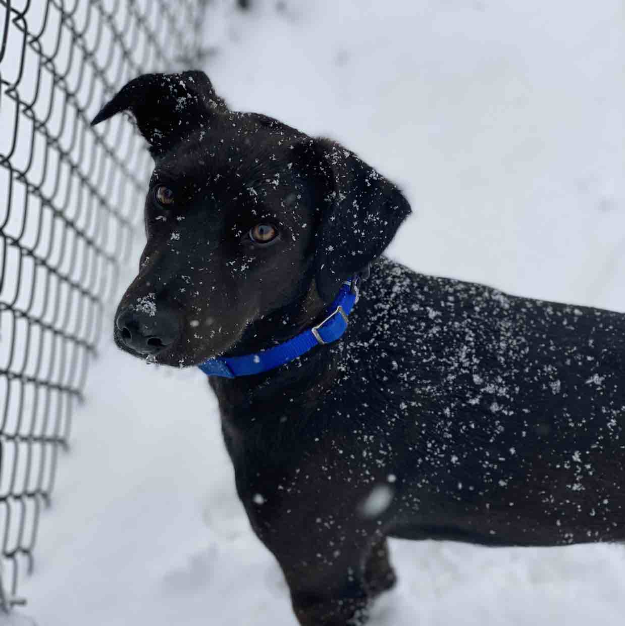 A picture of Toothless, a 5 years 5 months old Other Mix dog.