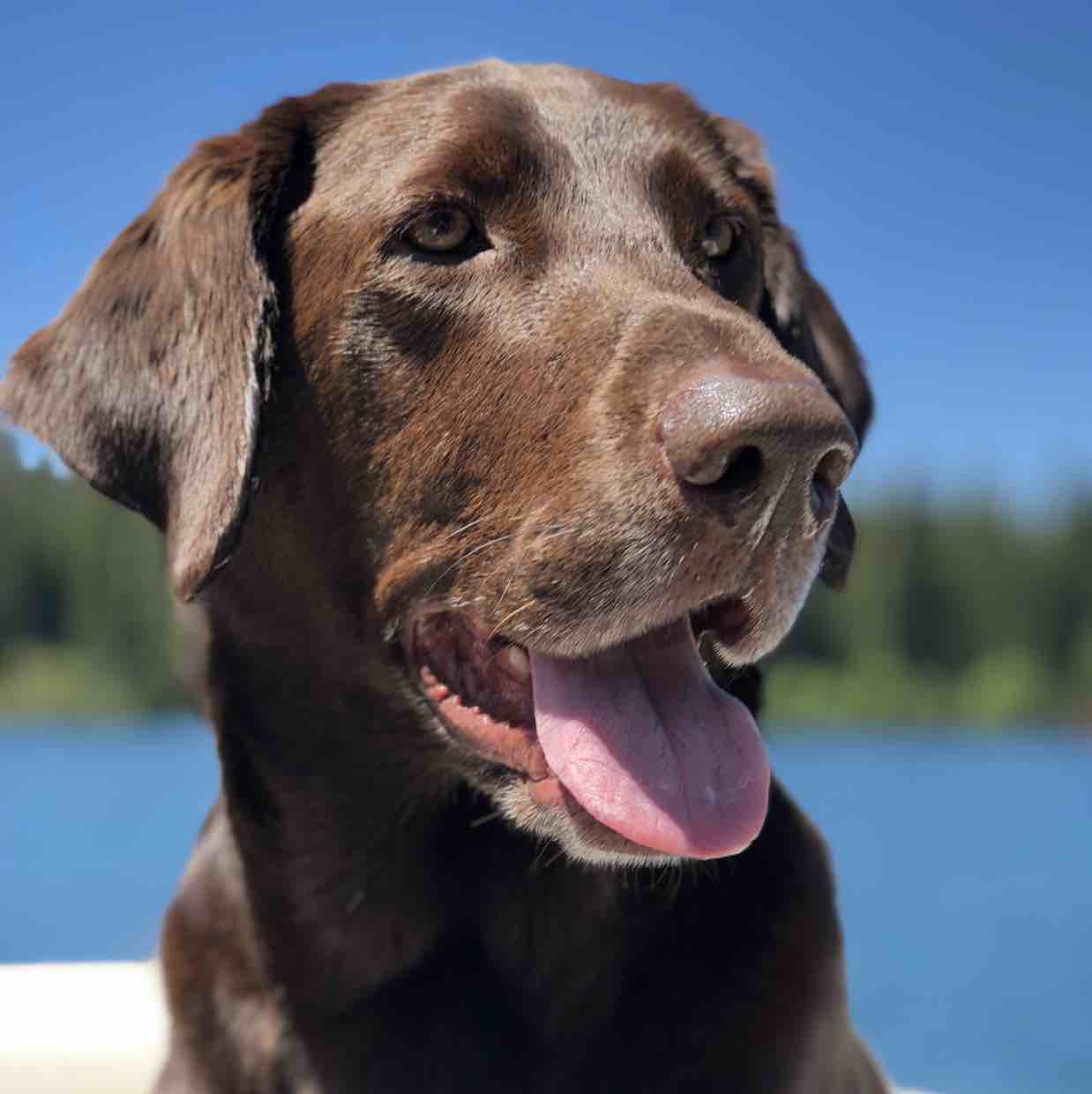 Johnny Utah | Fi Smart Dog Collar