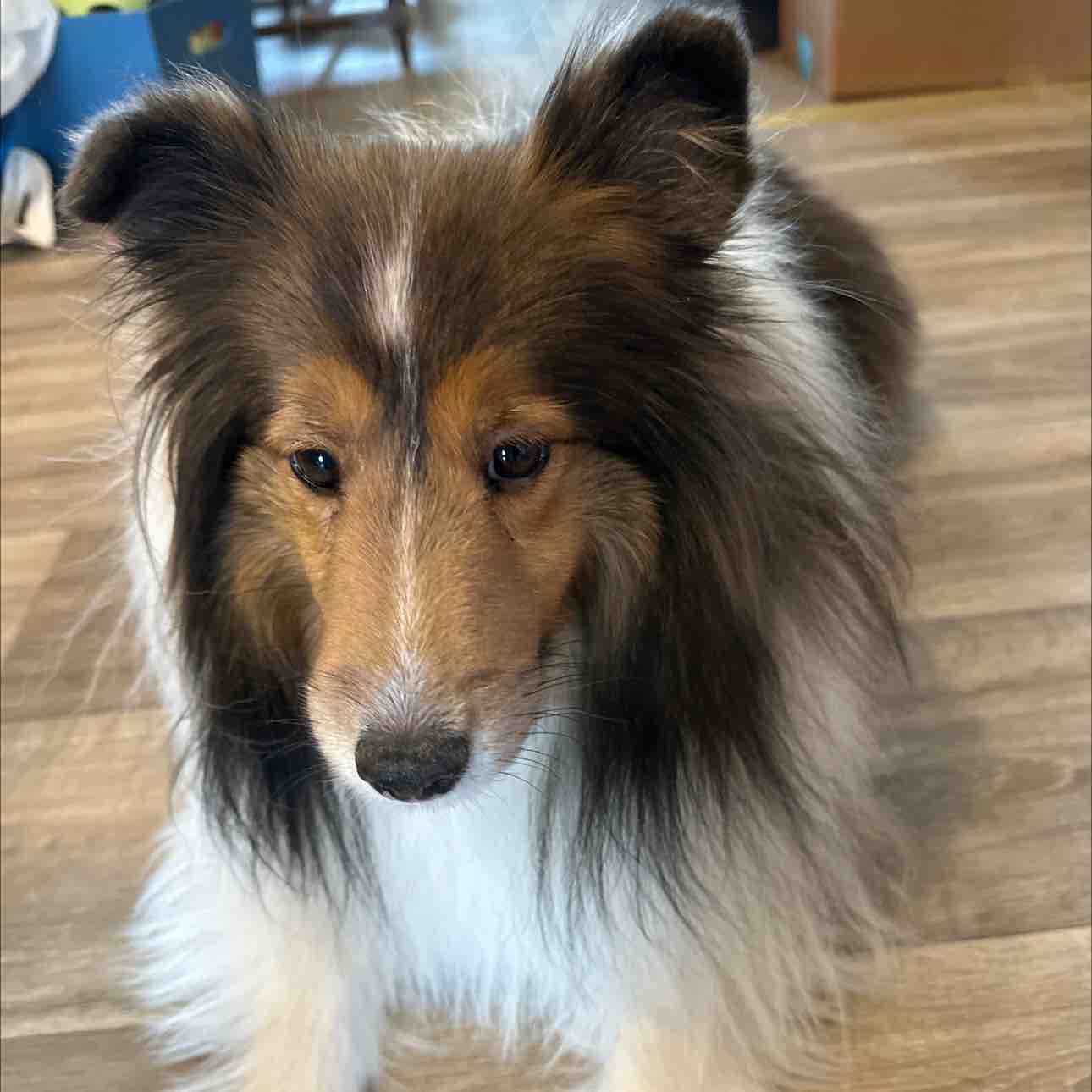 A picture of Sissy, a 6 years 7 months old Other dog.