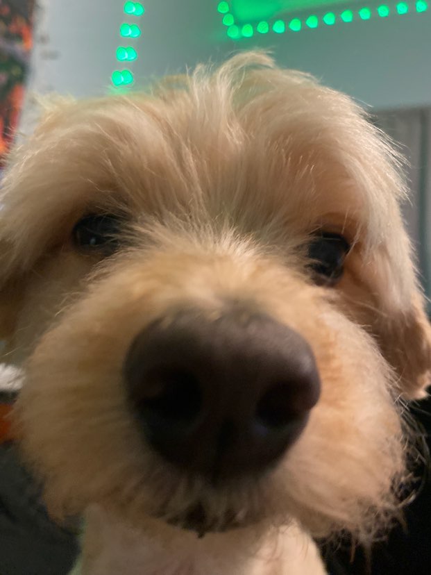 A picture of Whiskey, a 9 years 10 months old Other Mix dog.