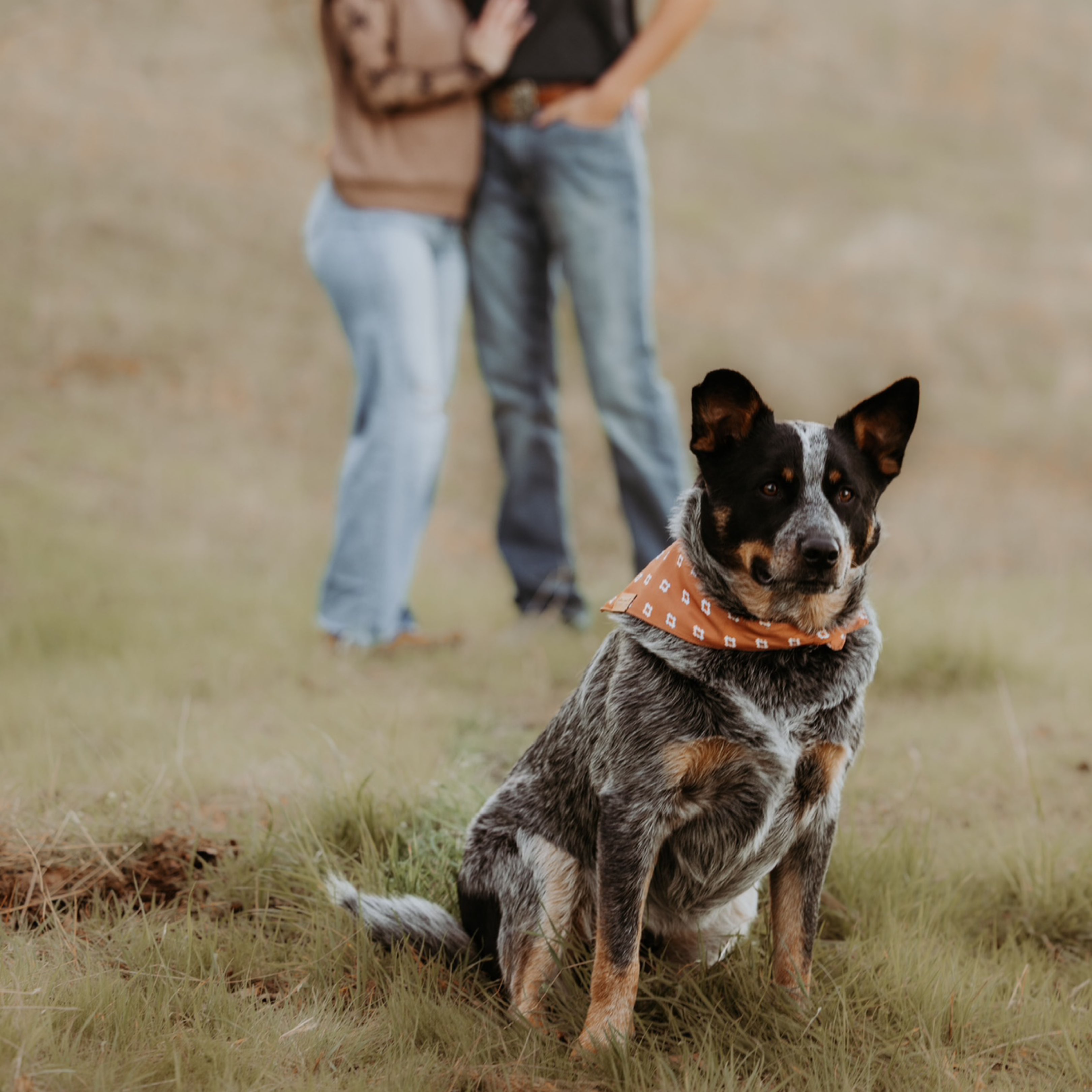 A picture of Boe, a 1 year 4 months old Other dog.