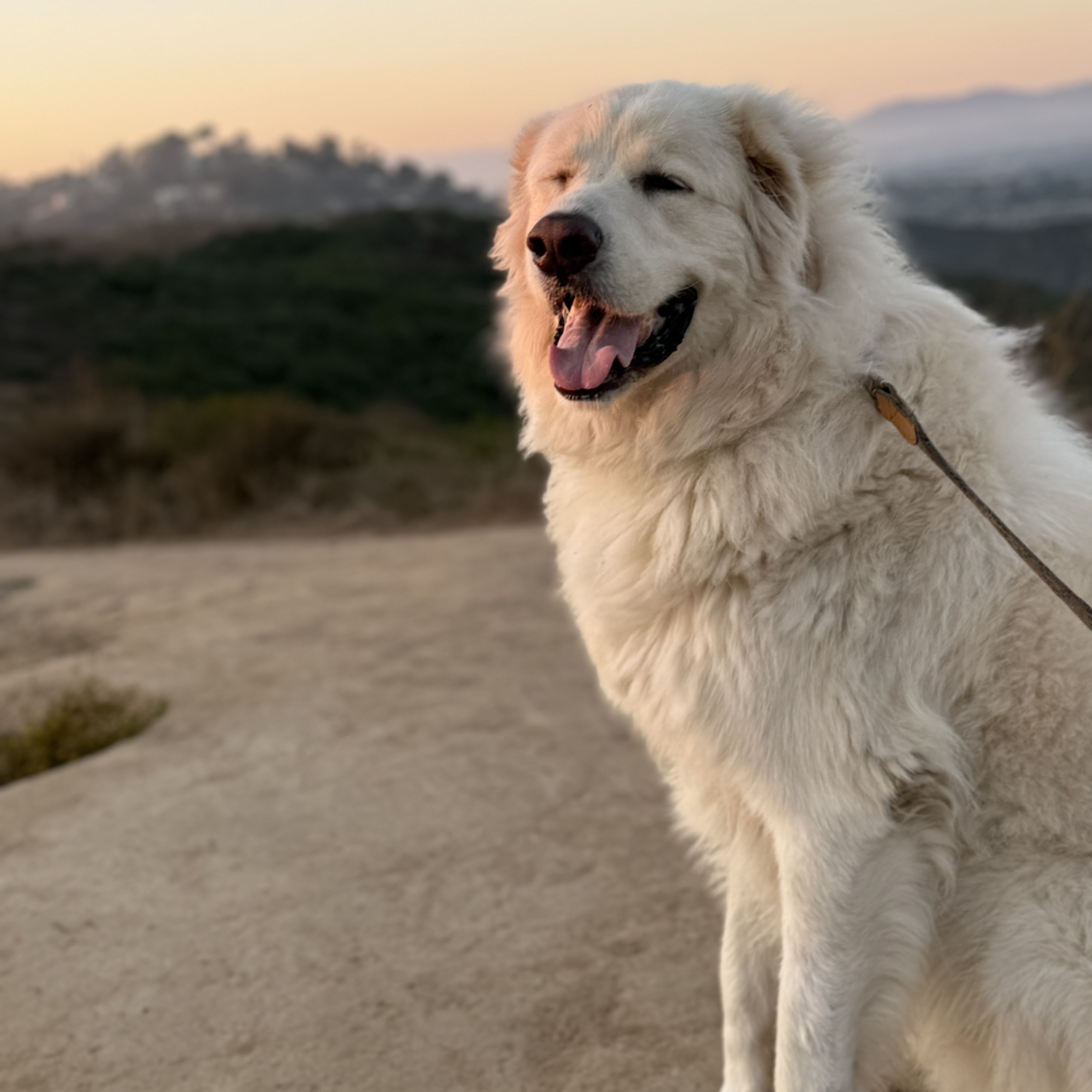 A picture of Mars, a 3 years 9 months old Other dog.