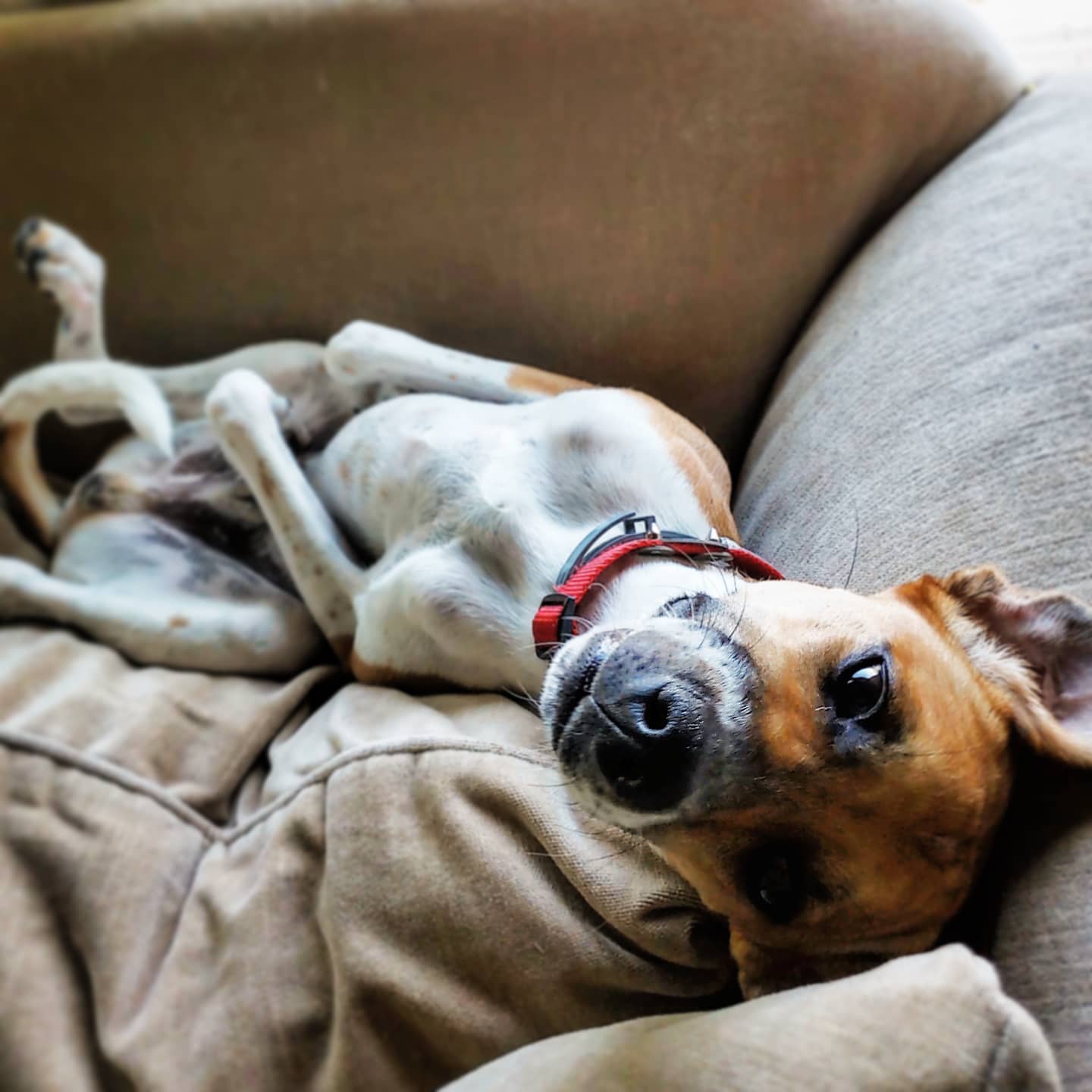 A picture of Darwin, a 5 years 9 months old Other Mix dog.