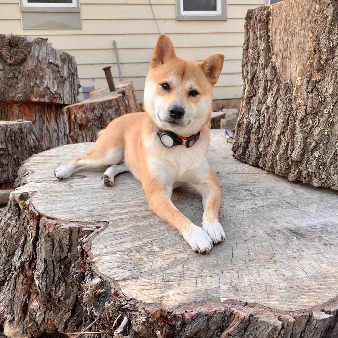 A picture of Hanzo, a 4 years 11 months old Shiba Inu dog.