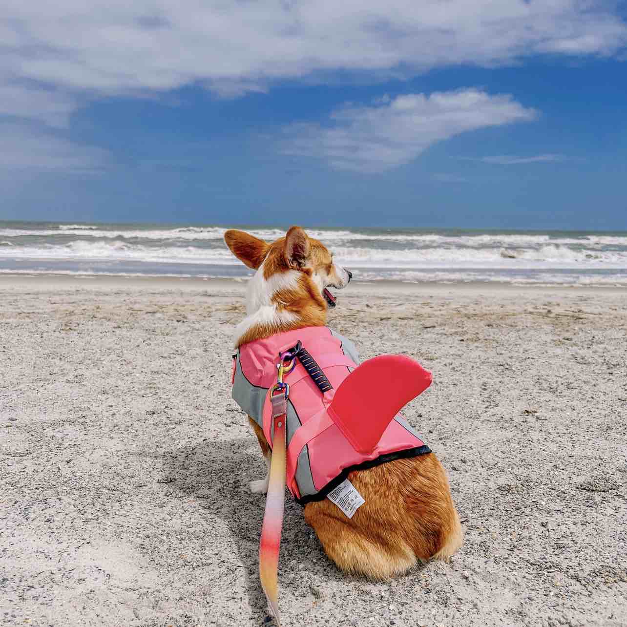 A picture of Lily, a 2 years 4 months old Other dog.