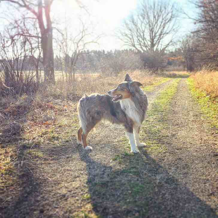 A picture of Indiana Jones, a 10 years 1 month old Australian Shepherd dog.