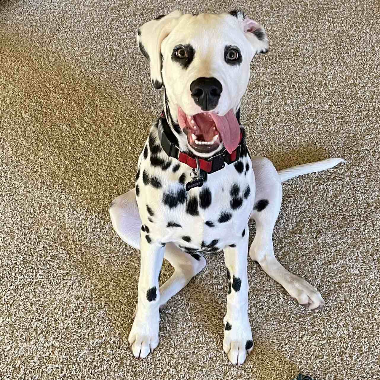 A picture of Bandit, a 3 years 9 months old Other dog.