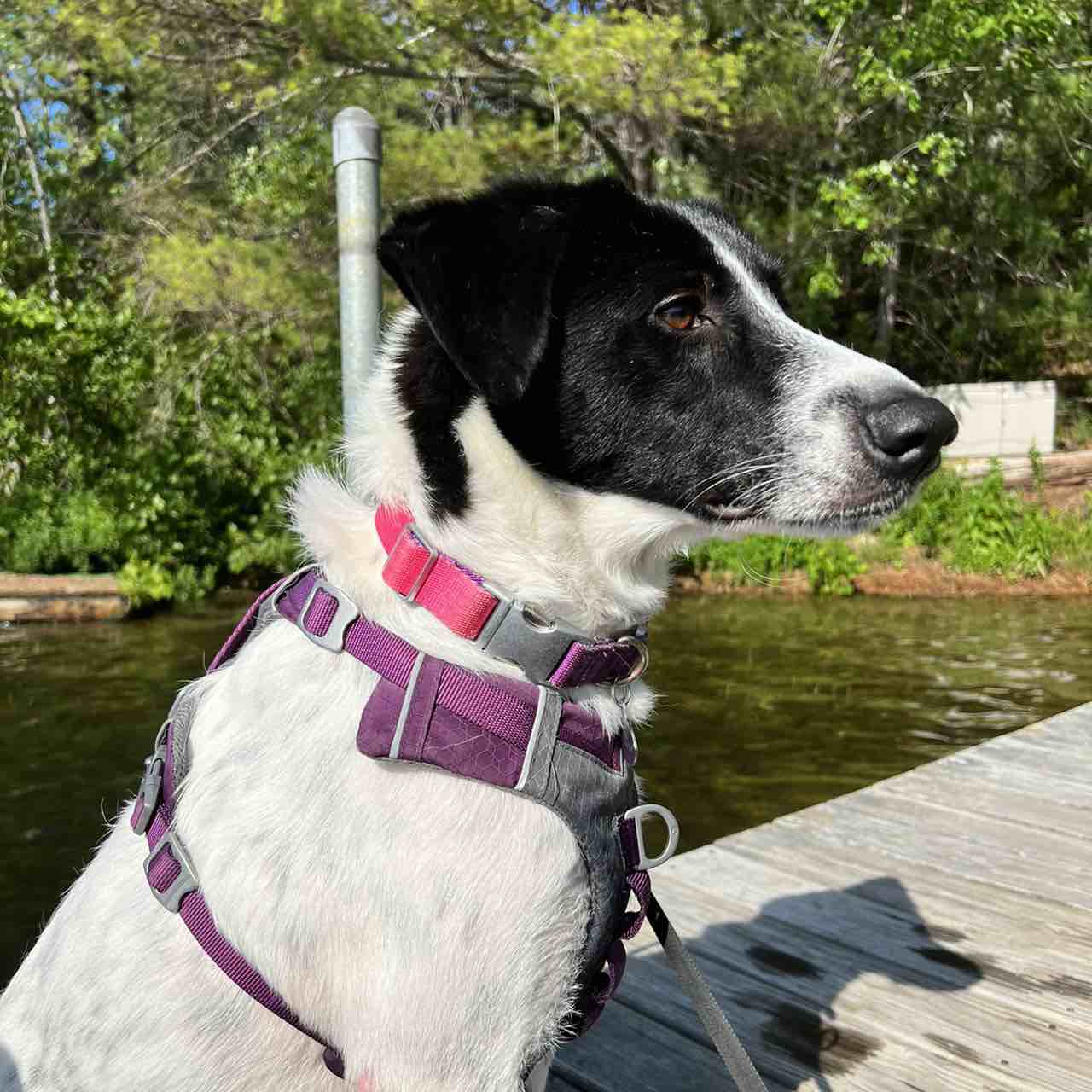 A picture of Mazey, a 4 years 6 months old Border Collie Mix dog.