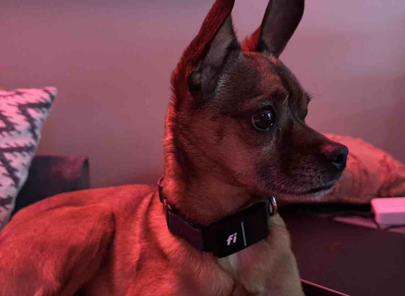 A picture of Bubzy, a 7 years 4 months old Other Mix dog.